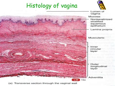 video of vaginal|Vagina: Location, anatomy, parts, histology and function .